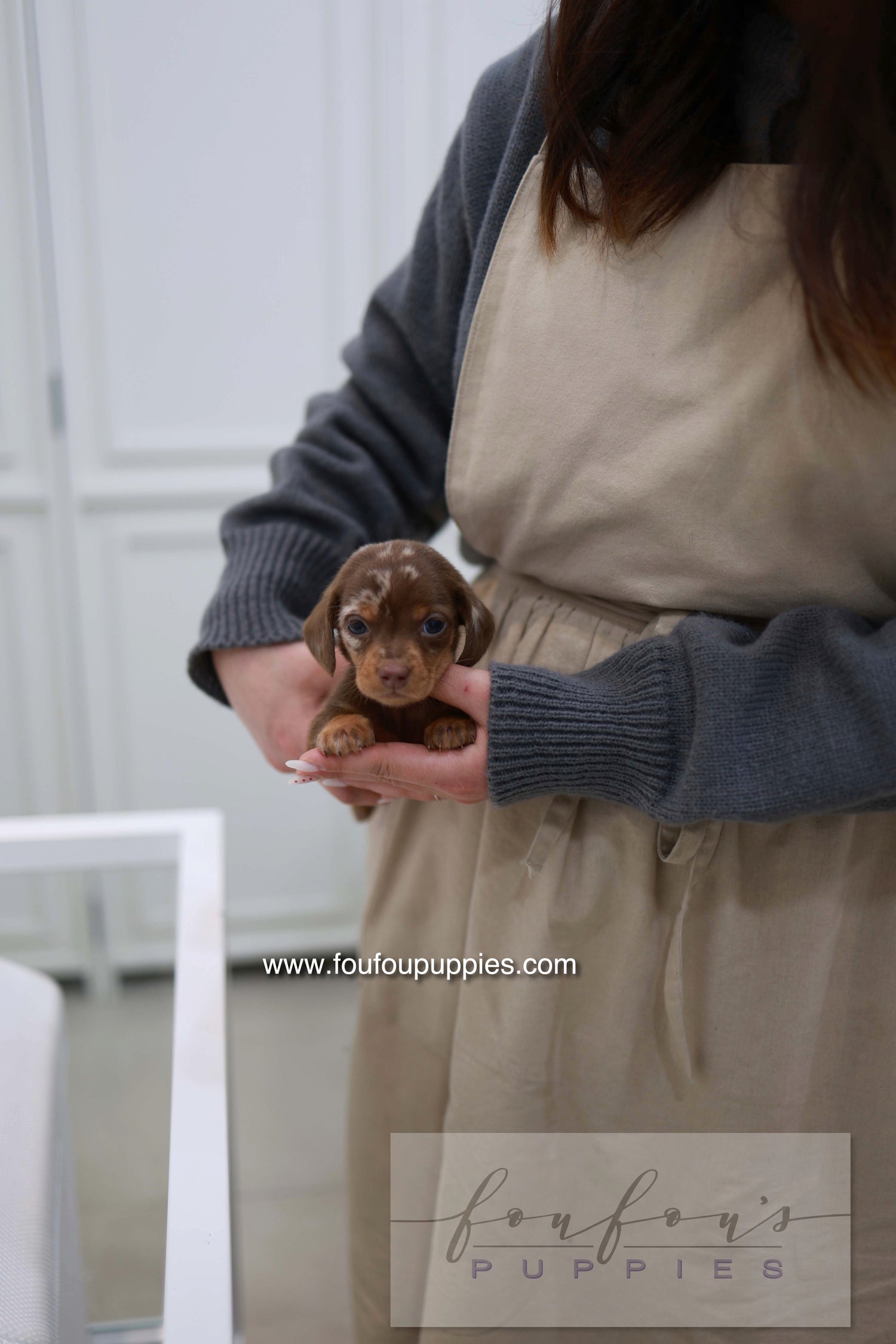 Lake - Dachshund M.