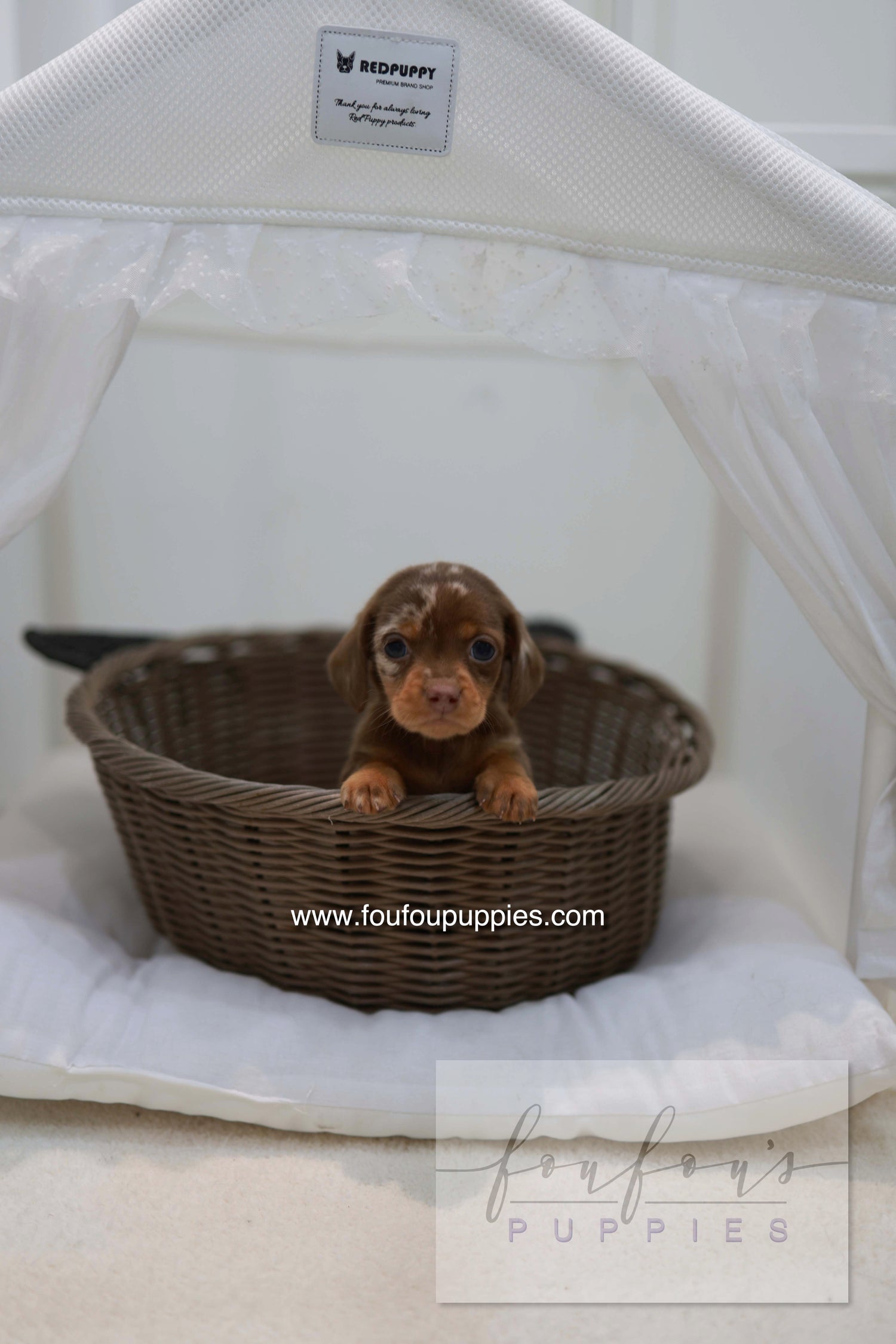Lake - Dachshund M.