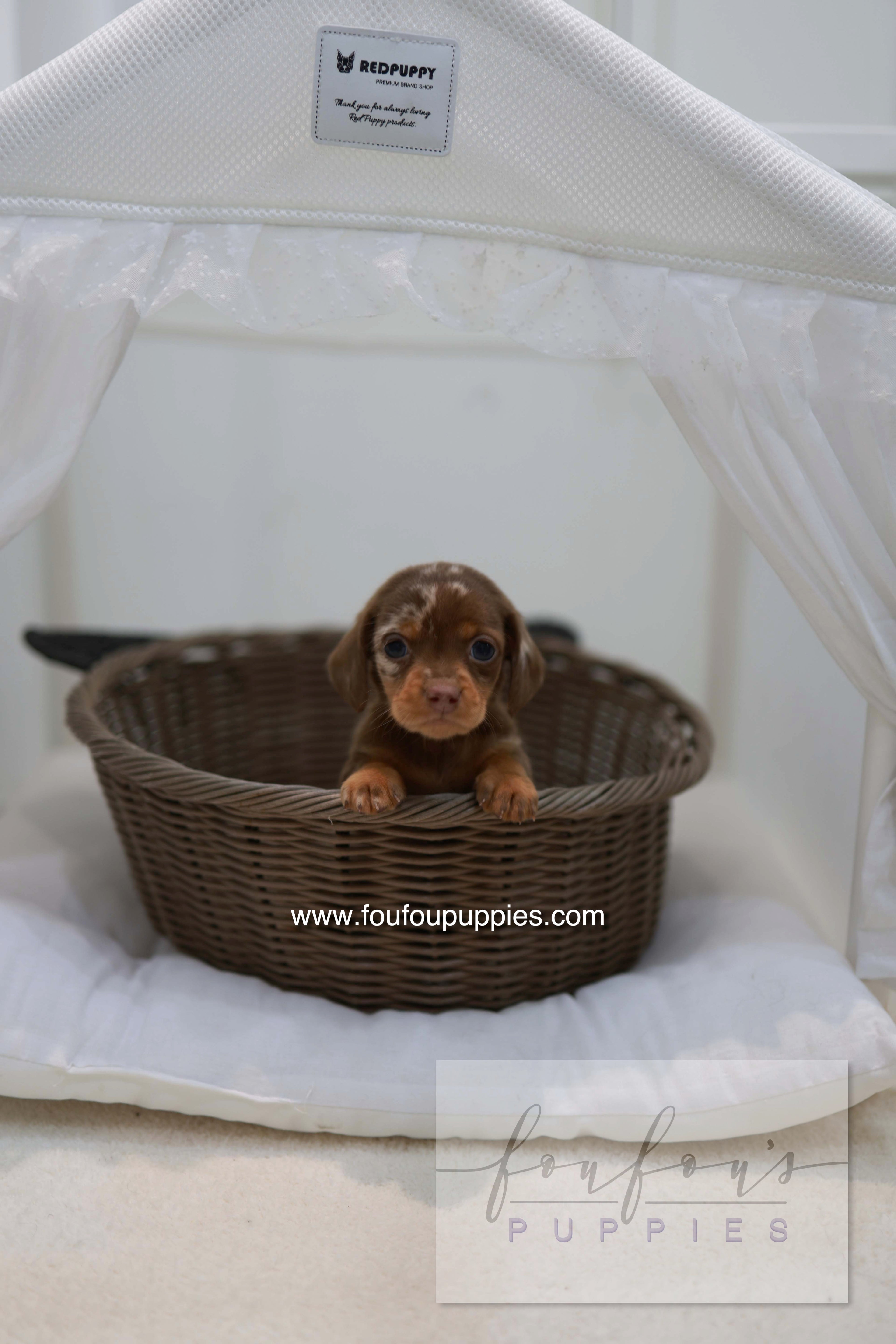 Lake - Dachshund M.