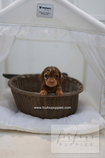 Lake - Dachshund M.