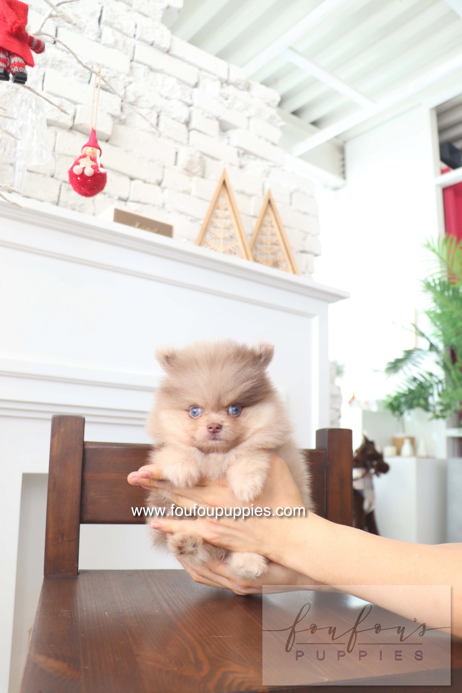 Cosmo - Pomeranian M.