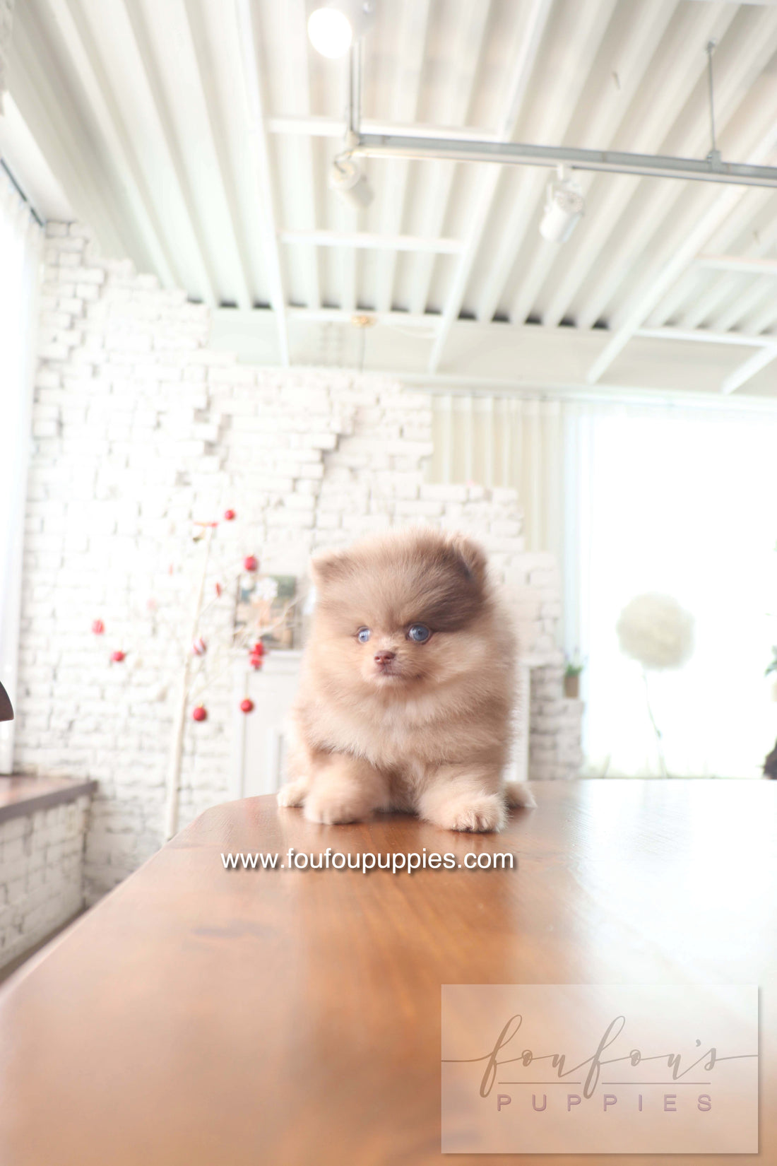 Cosmo - Pomeranian M.