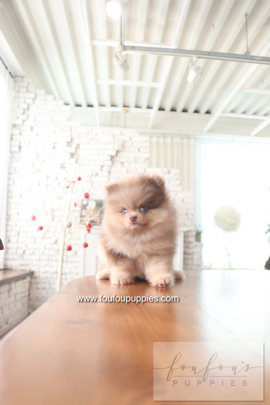 Cosmo - Pomeranian M.