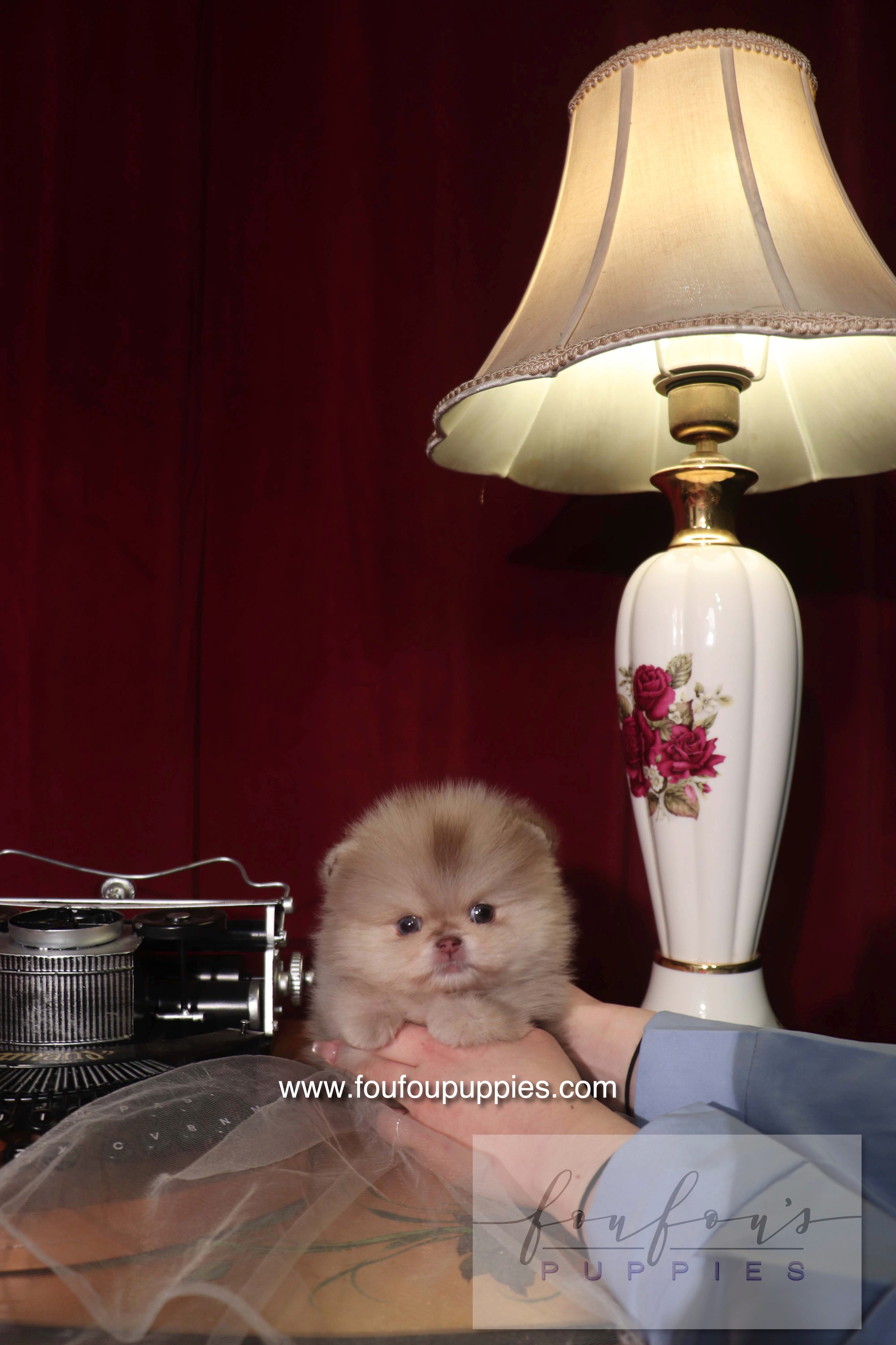 Hiroshi - Pomeranian M.