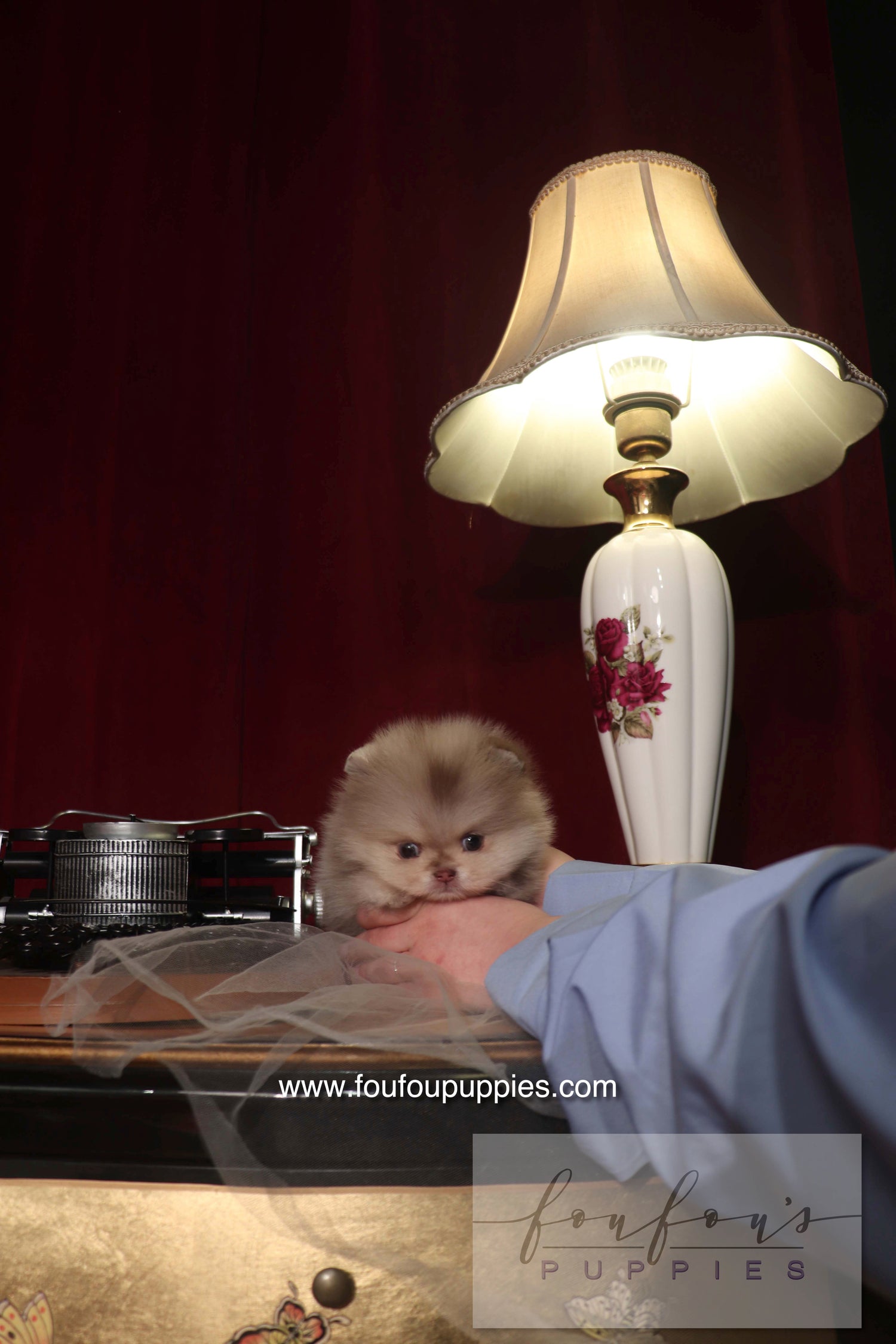 Hiroshi - Pomeranian M.