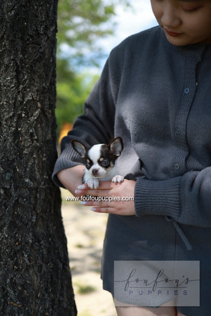 Atom - Chihuahua M.