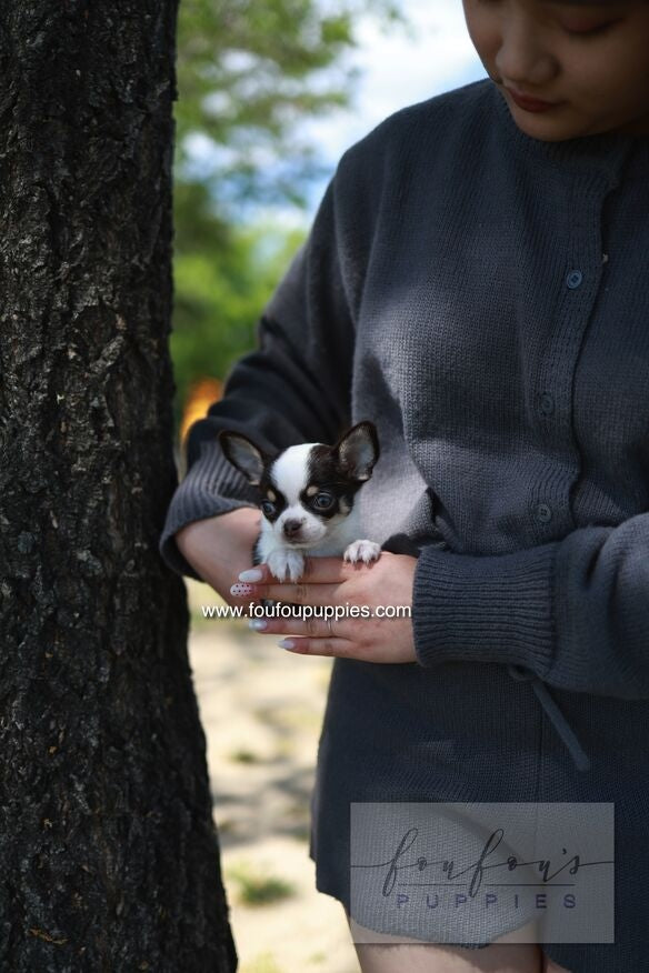 Atom - Chihuahua M.