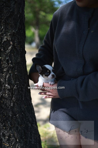 Atom - Chihuahua M.