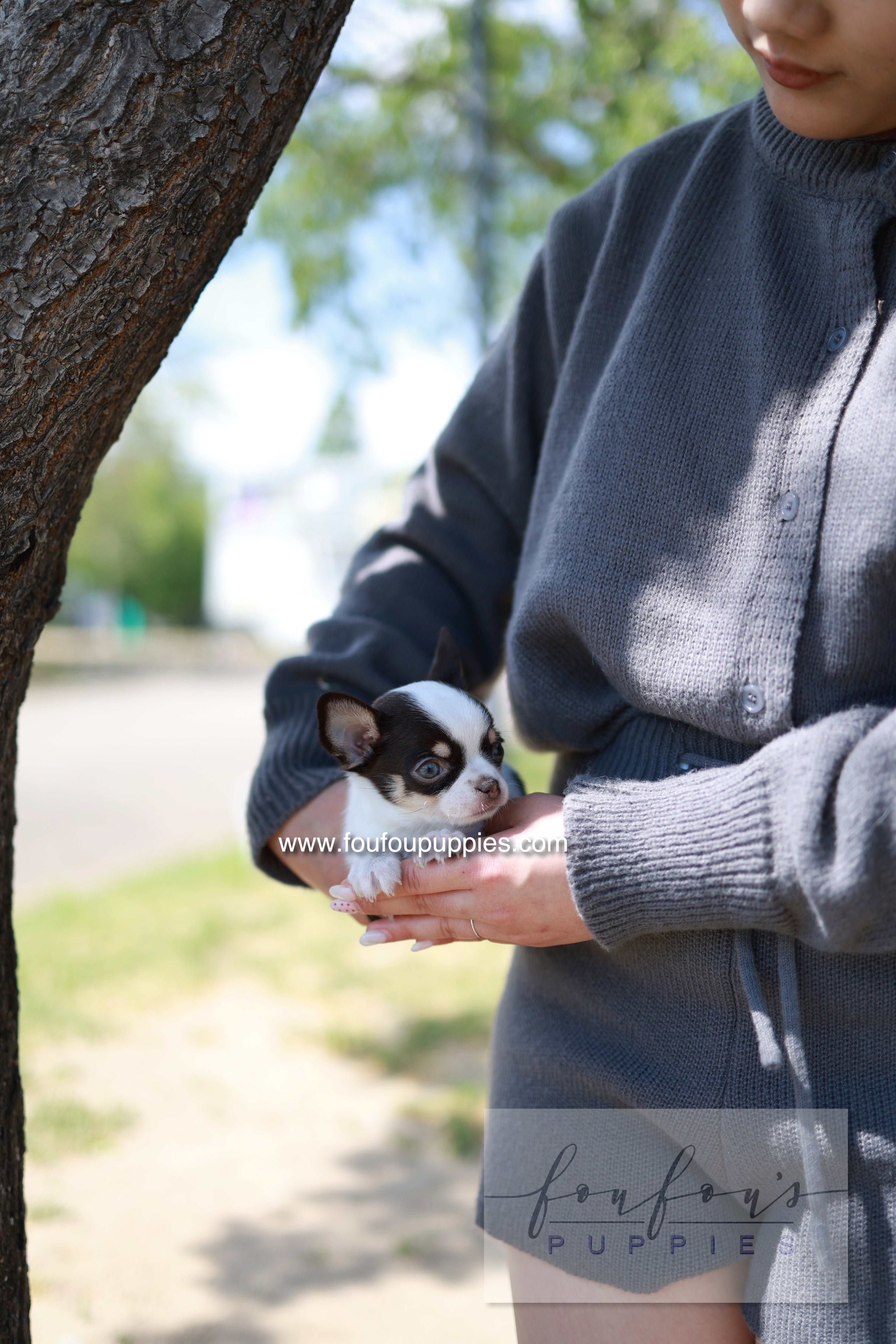 Atom - Chihuahua M.