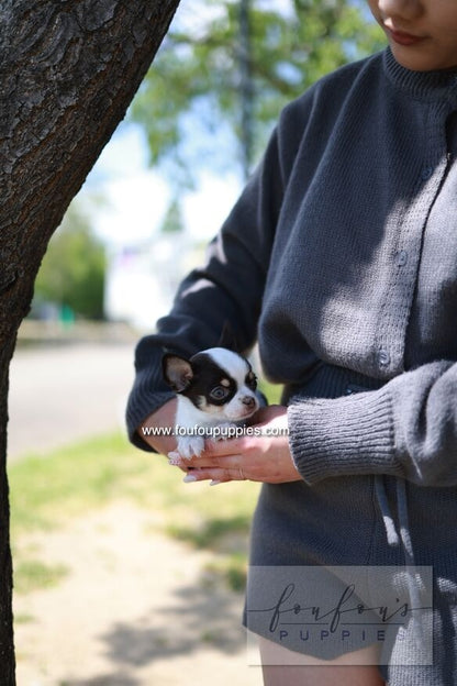 Atom - Chihuahua M.