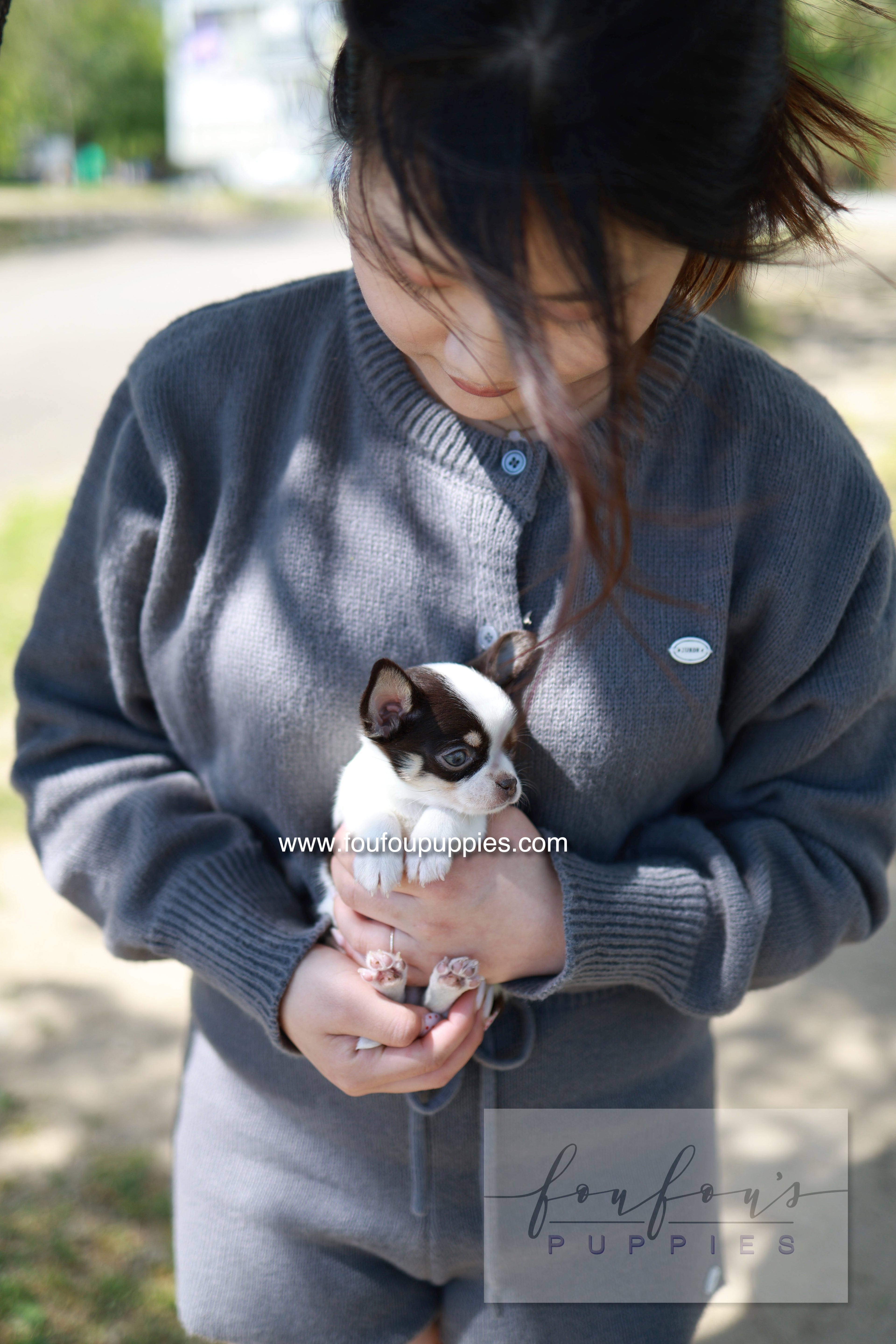 Atom - Chihuahua M.