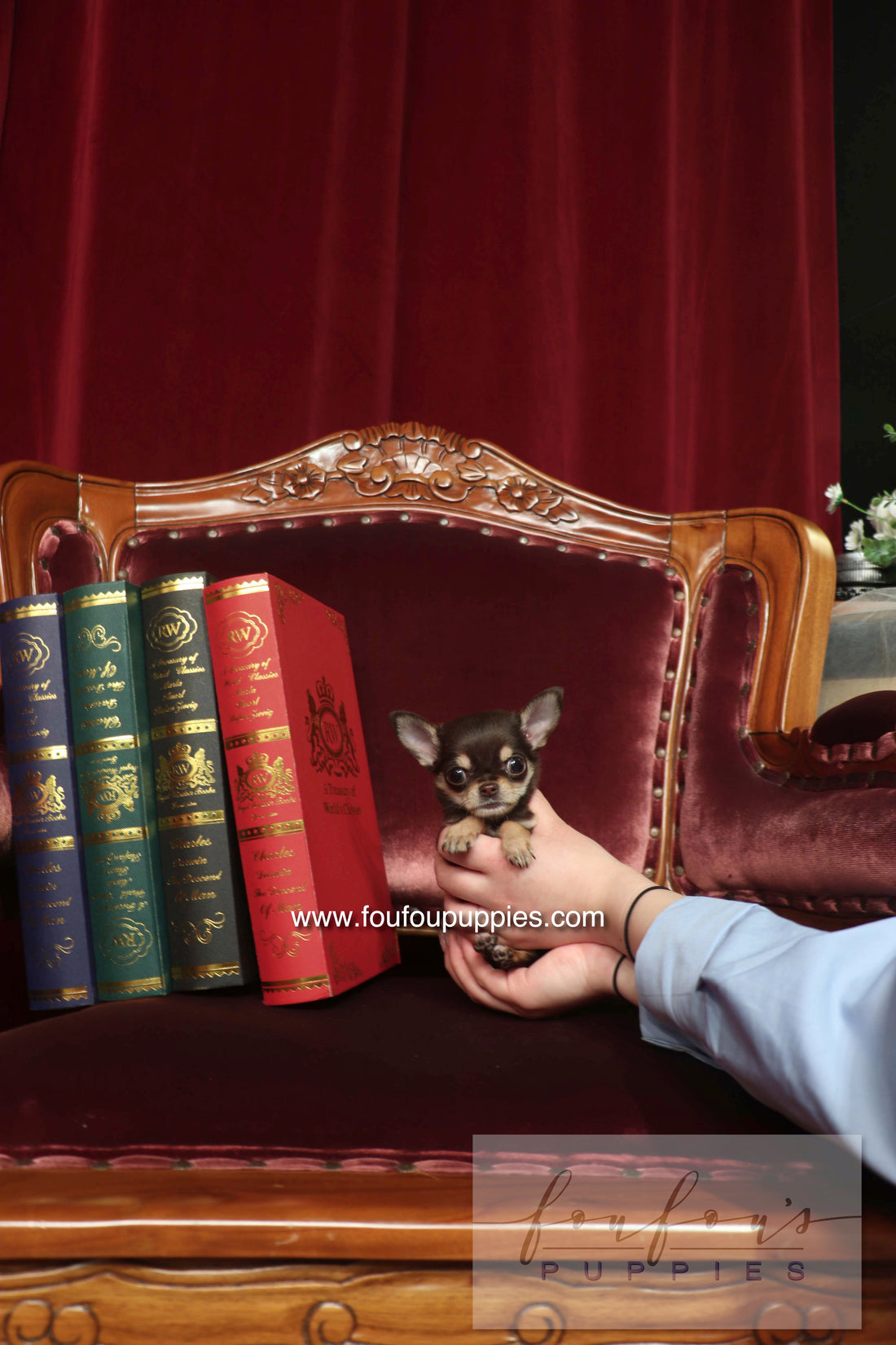 Minnie - Chihuahua F.