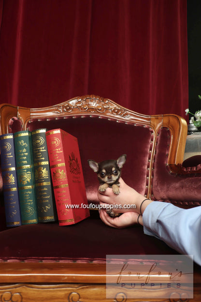 Minnie - Chihuahua F.