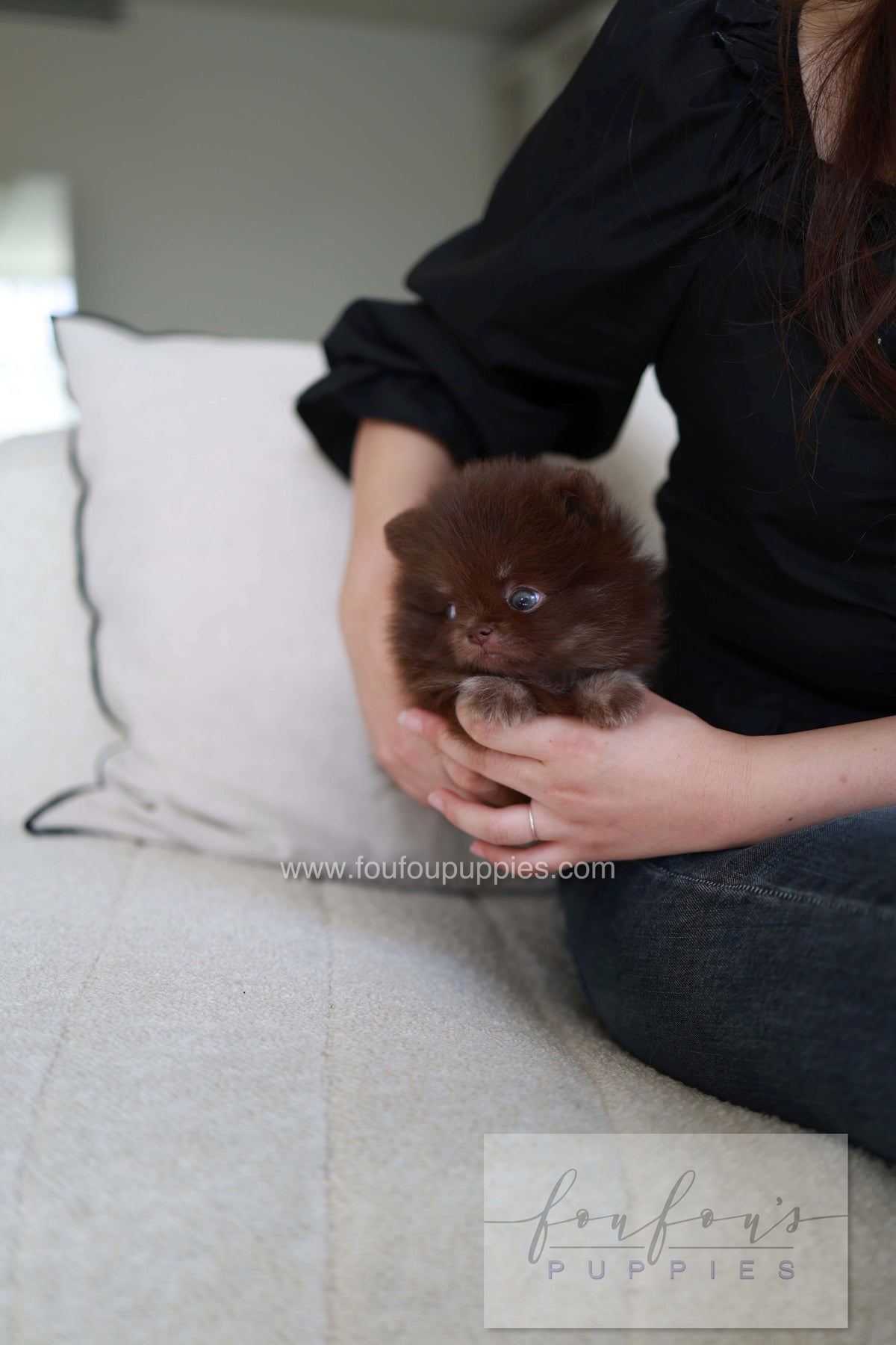 Twix - Pomeranian M.