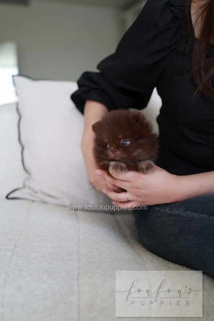 Twix - Pomeranian M.
