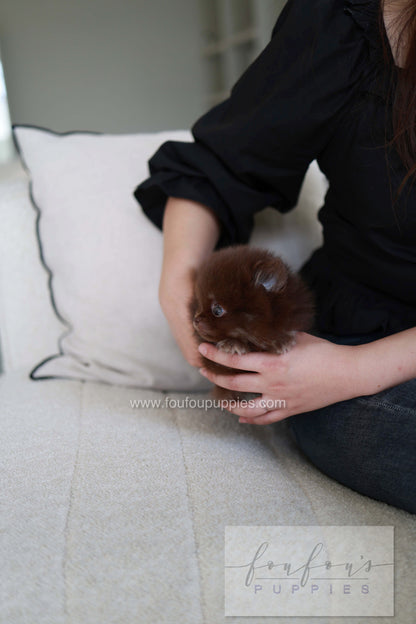 Twix - Pomeranian M.