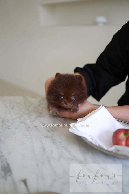 Twix - Pomeranian M.
