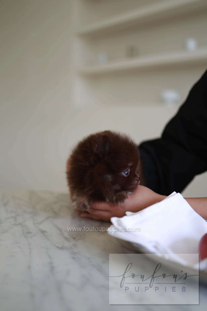 Twix - Pomeranian M.