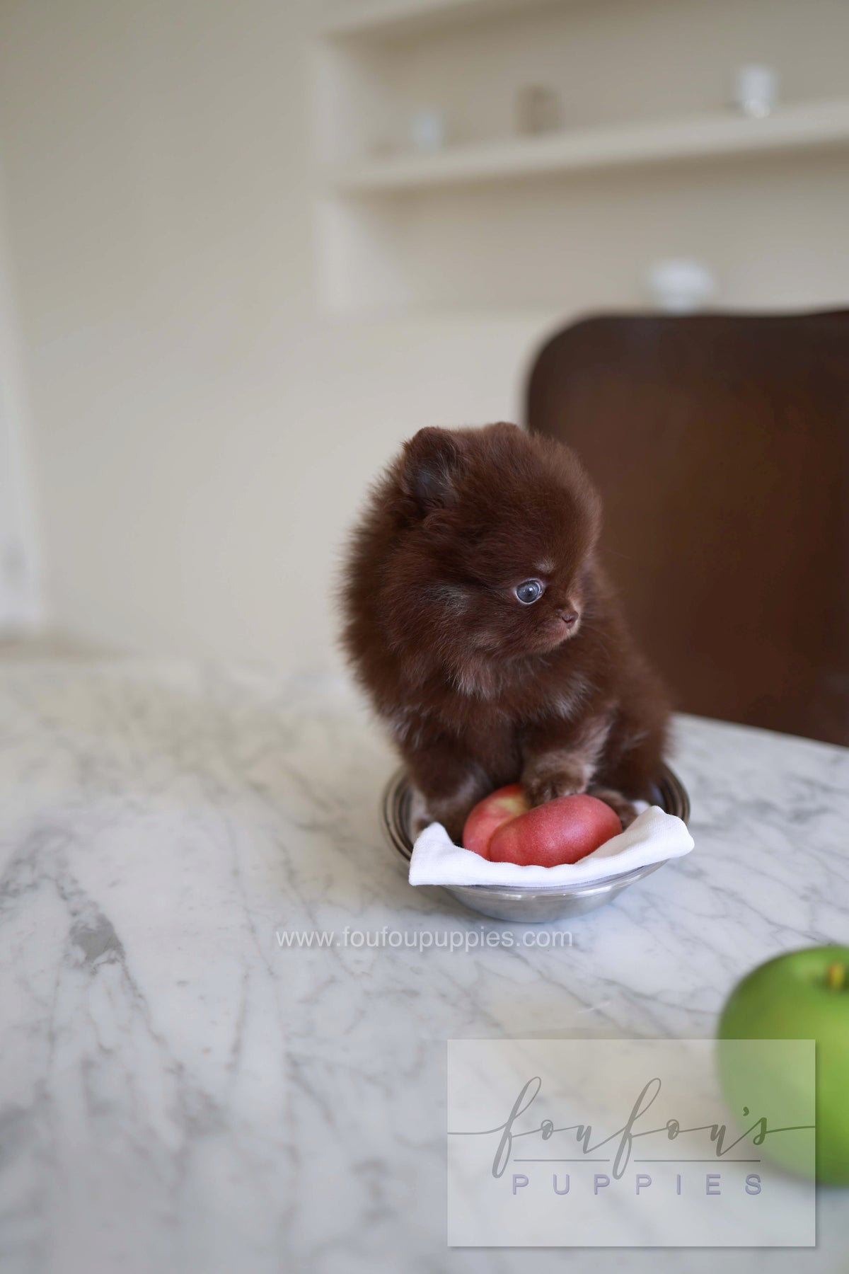 Twix - Pomeranian M.