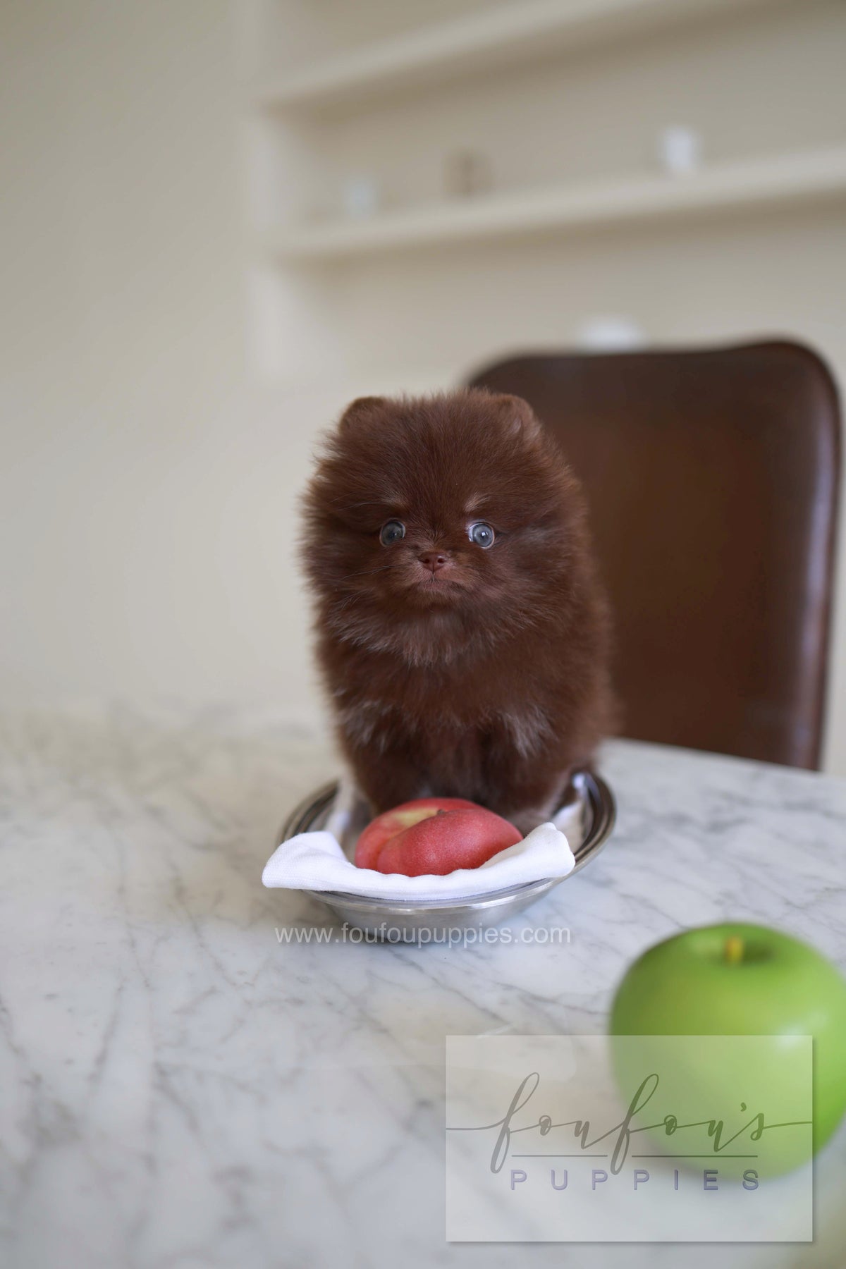 Twix - Pomeranian M.