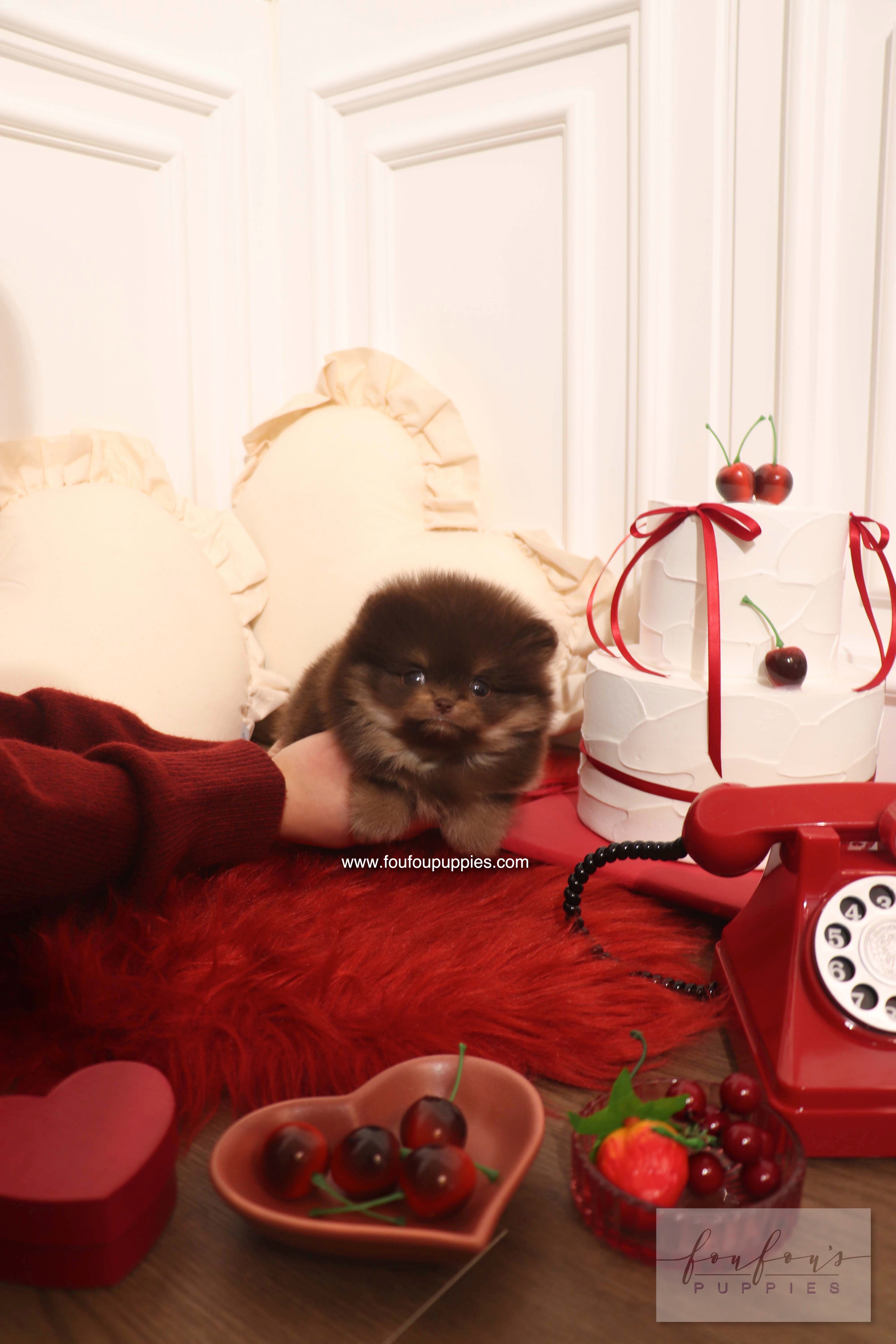 Hershey - Pomeranian M.