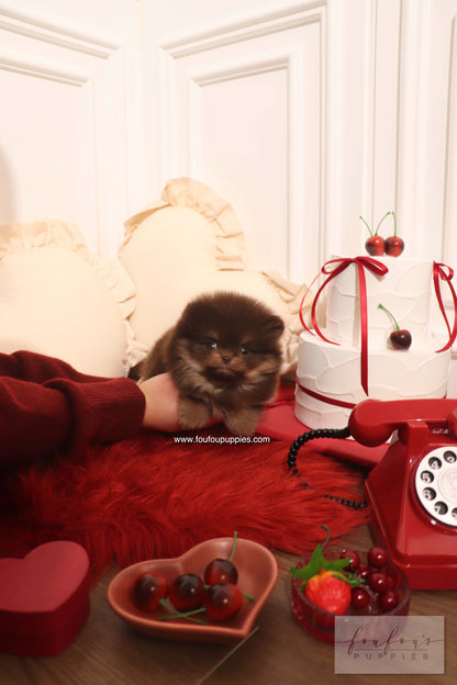 Hershey - Pomeranian M.