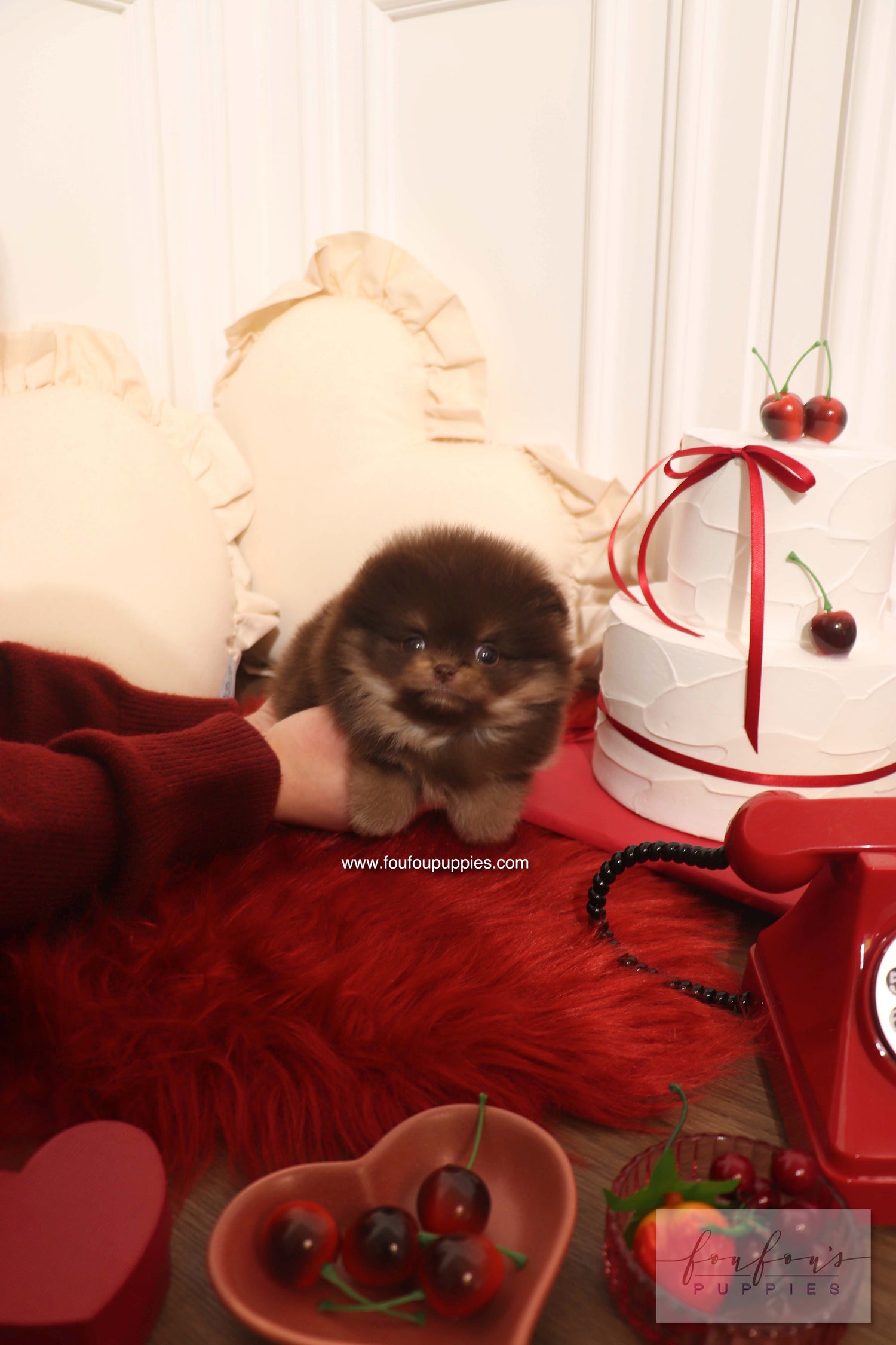 Hershey - Pomeranian M.