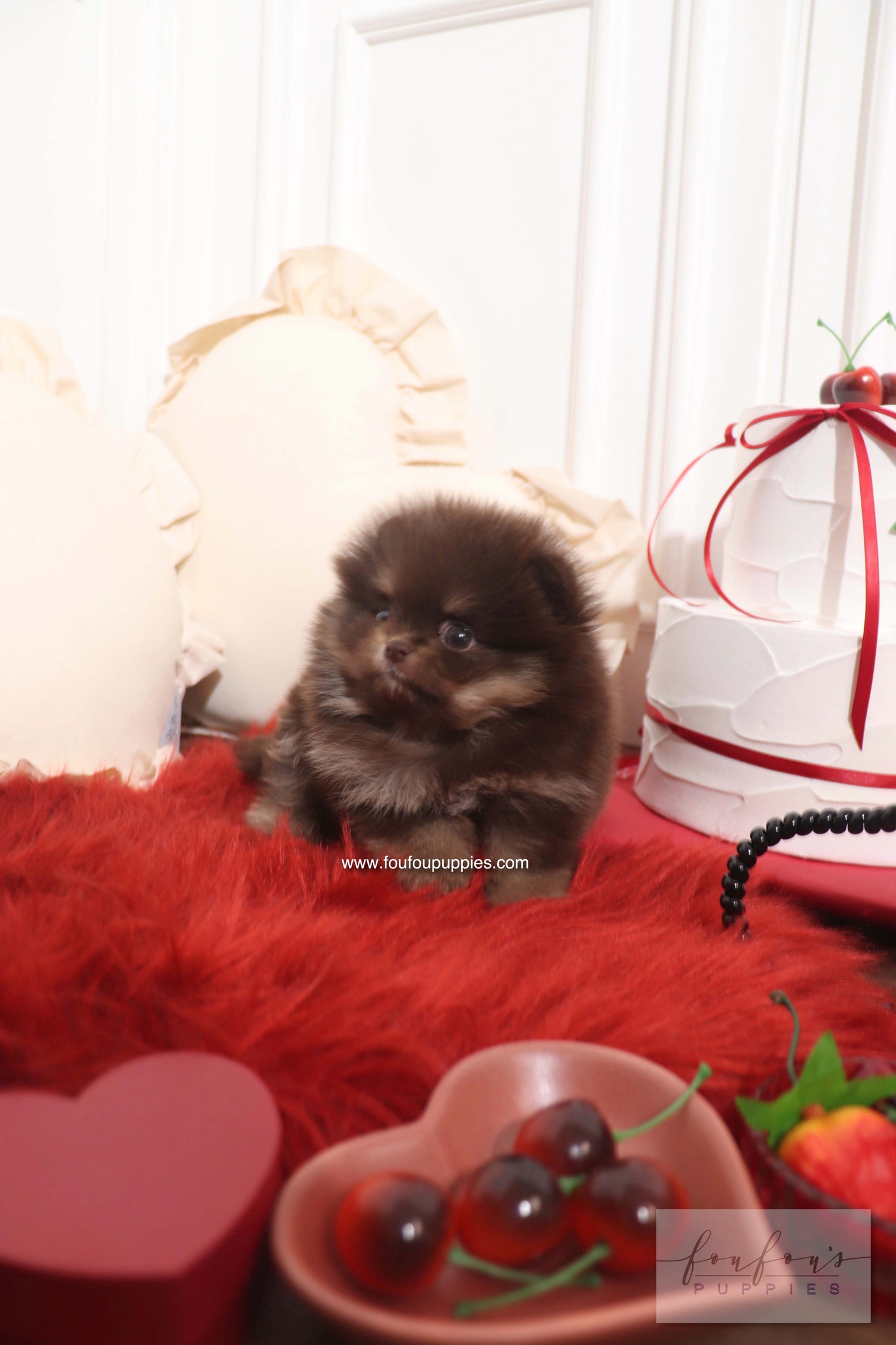 Hershey - Pomeranian M.
