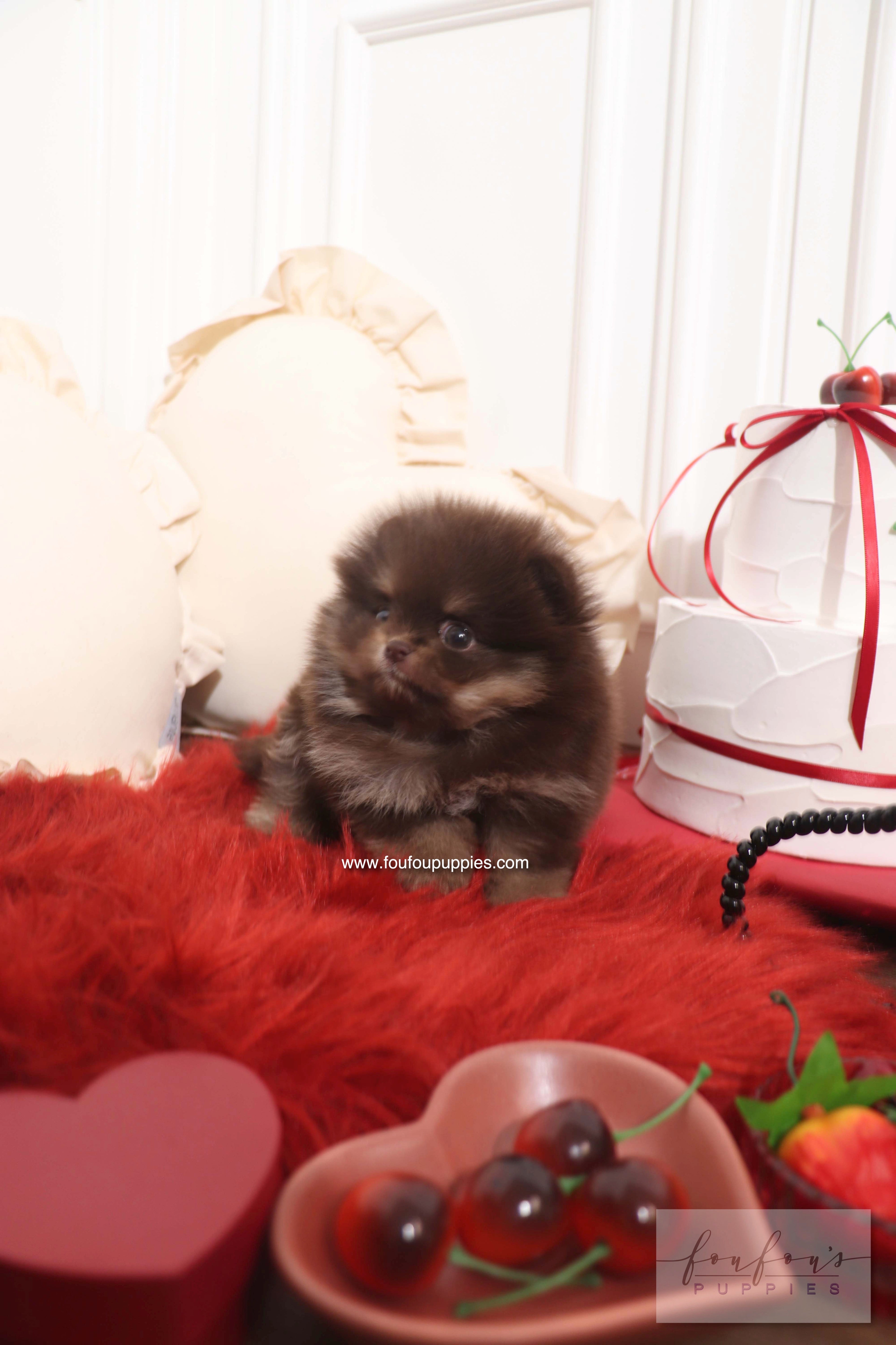 Hershey - Pomeranian M.