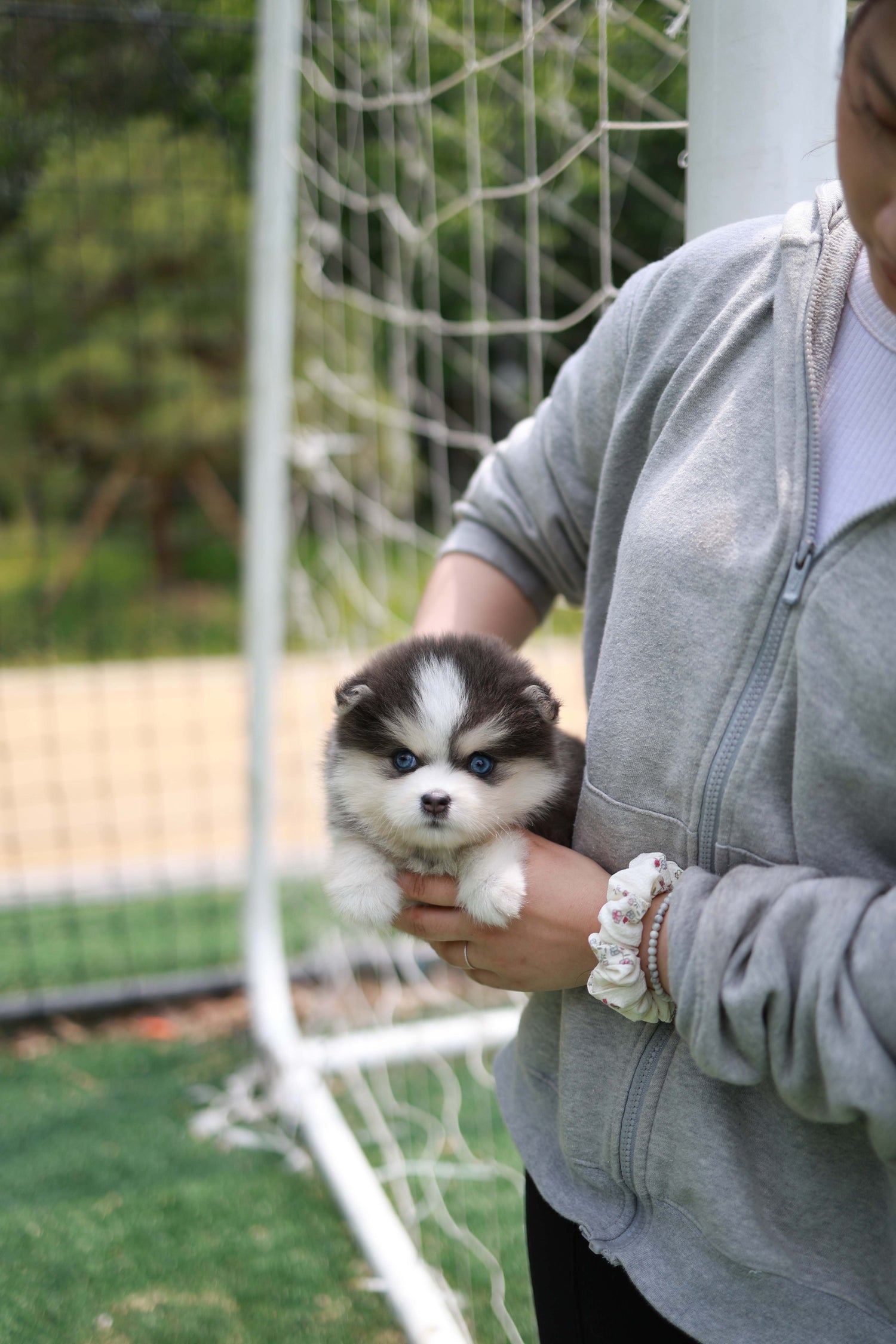 Cookie - Pomsky F.