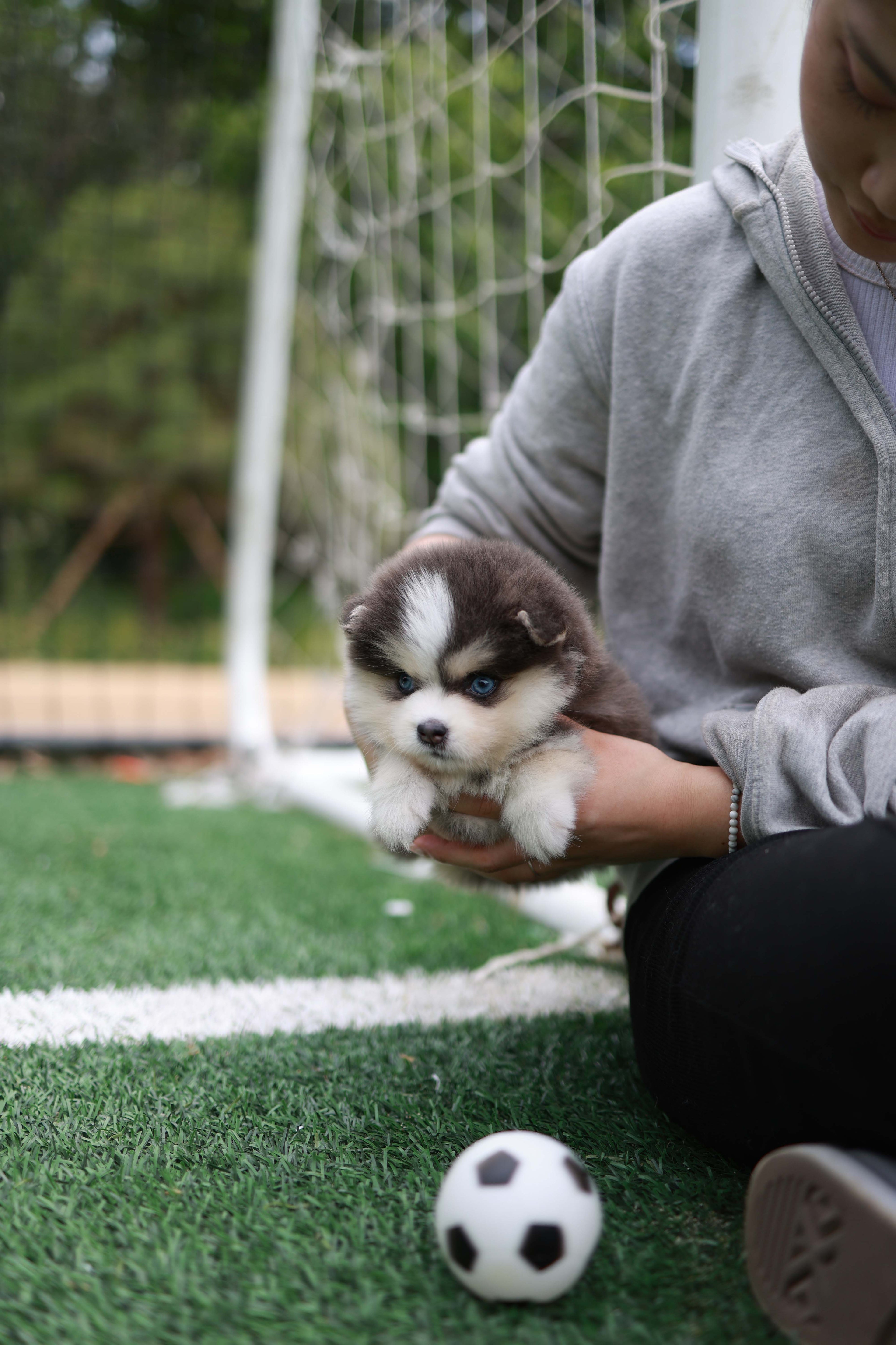 Cookie - Pomsky F.