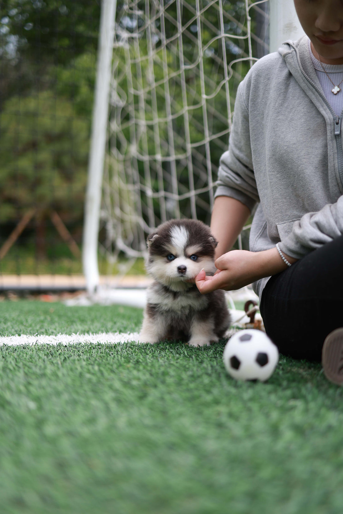 Cookie - Pomsky F.