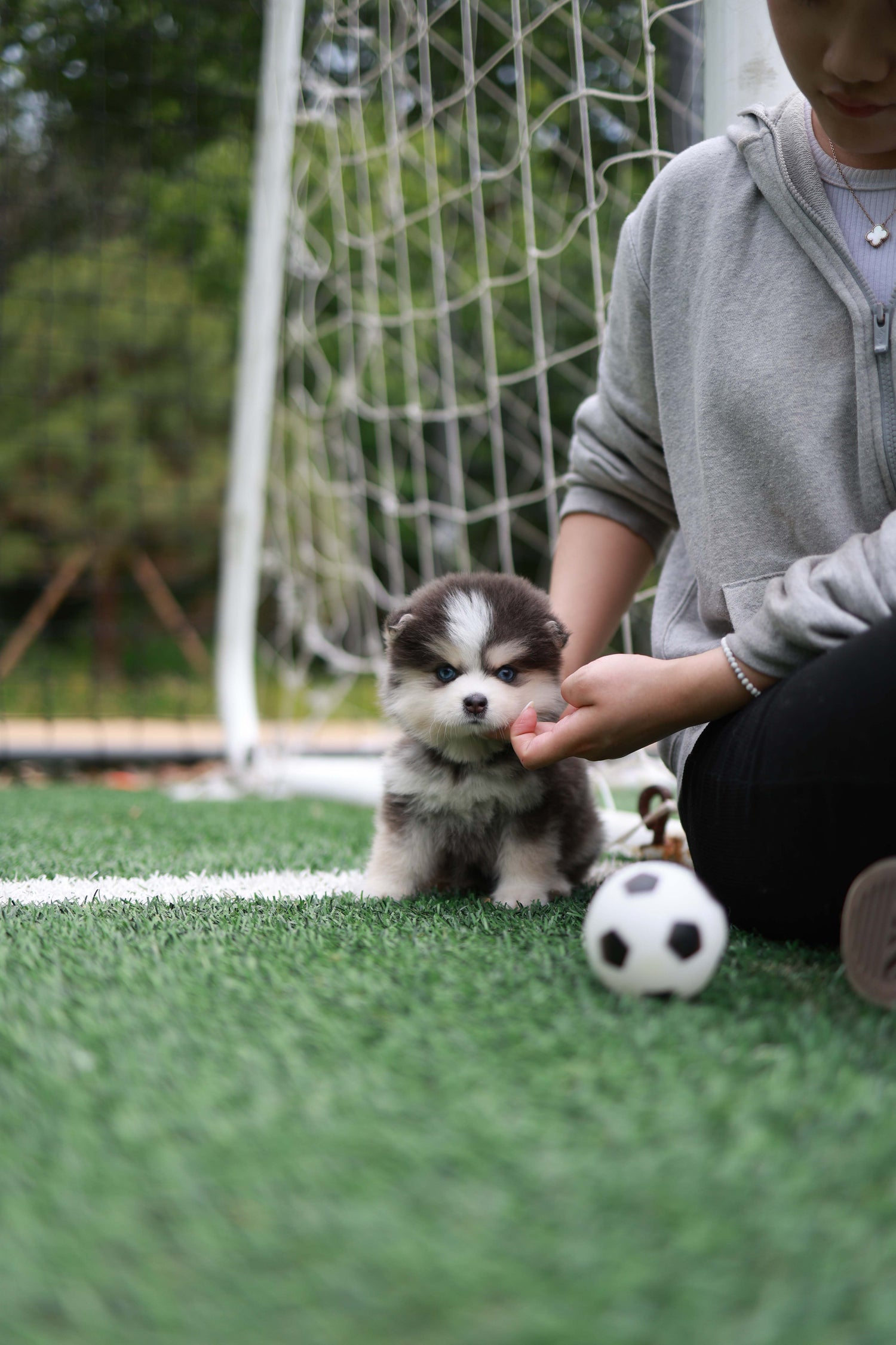 Cookie - Pomsky F.