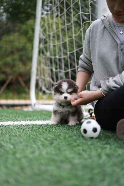 Cookie - Pomsky F.