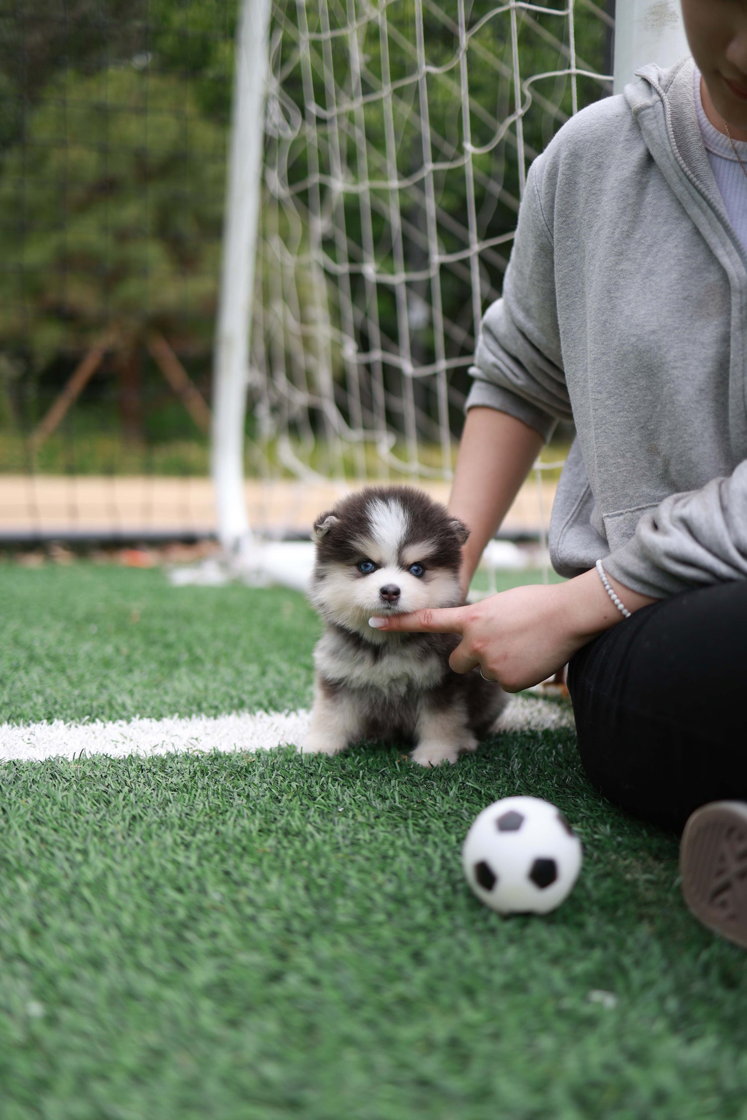 Cookie - Pomsky F.