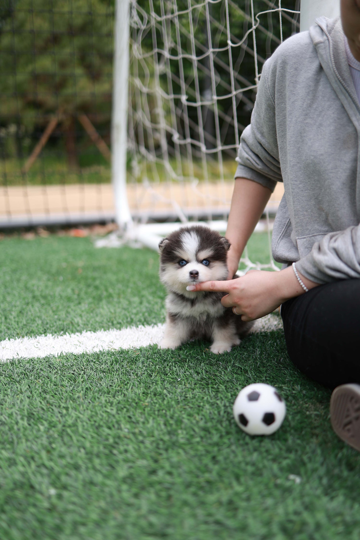 Cookie - Pomsky F.