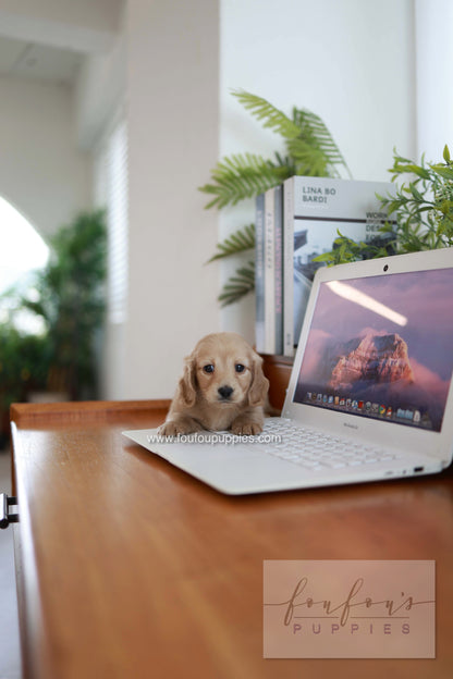 London - Dachshund M.