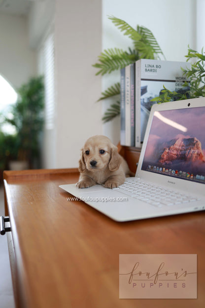 London - Dachshund M.