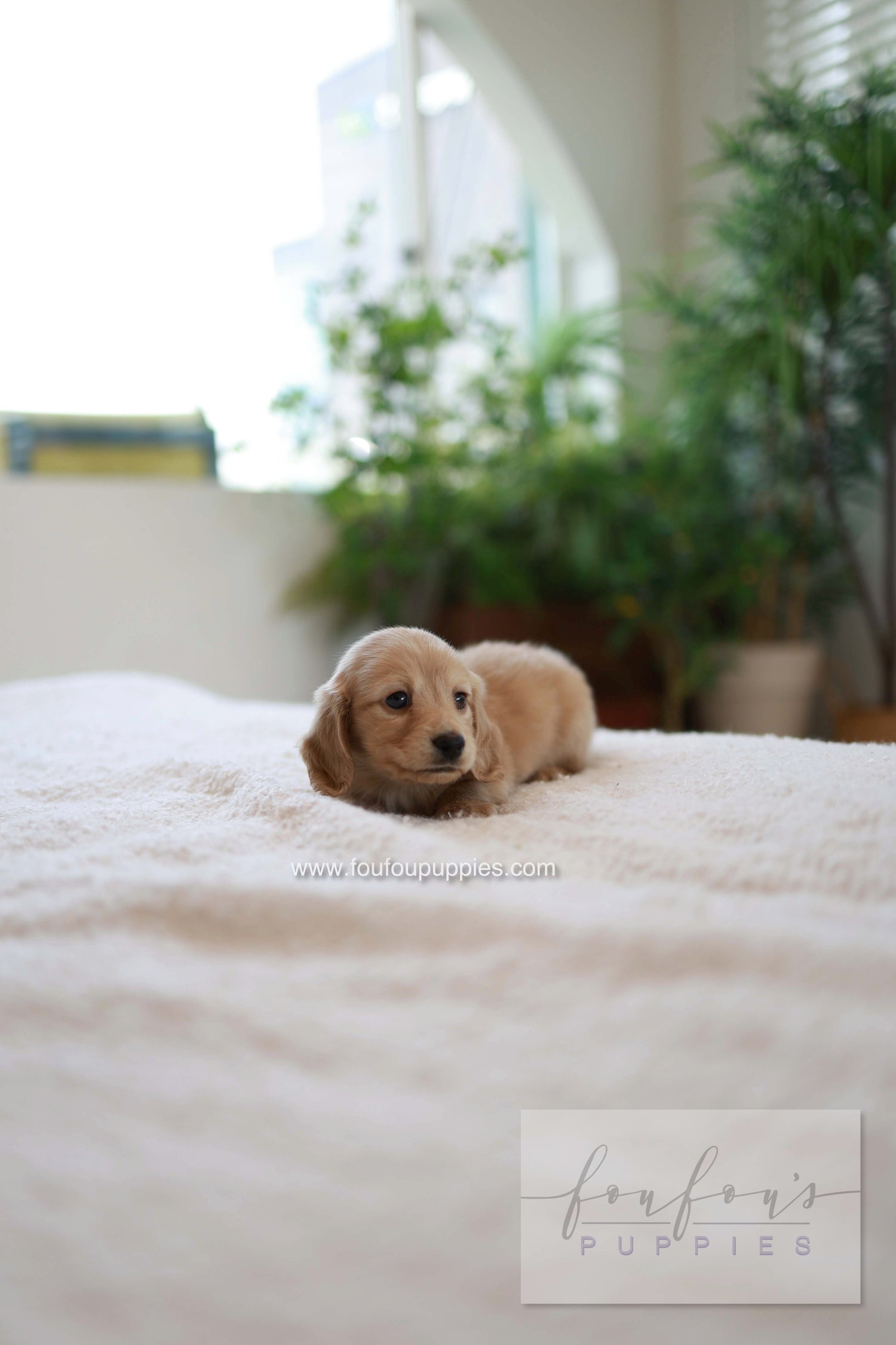 London - Dachshund M.