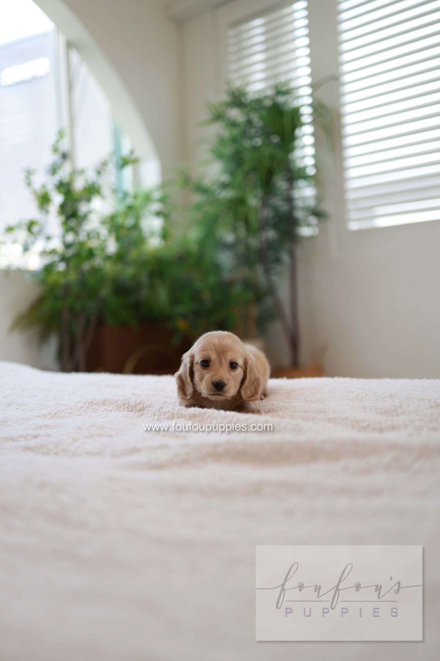 London - Dachshund M.