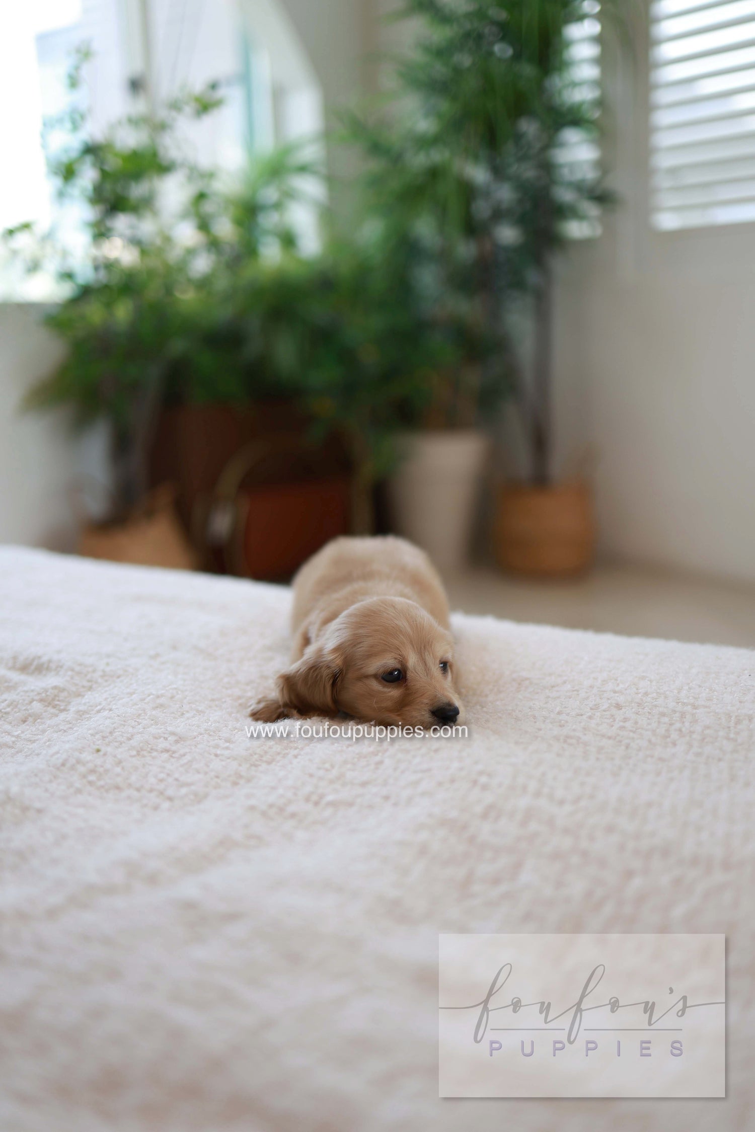 London - Dachshund M.
