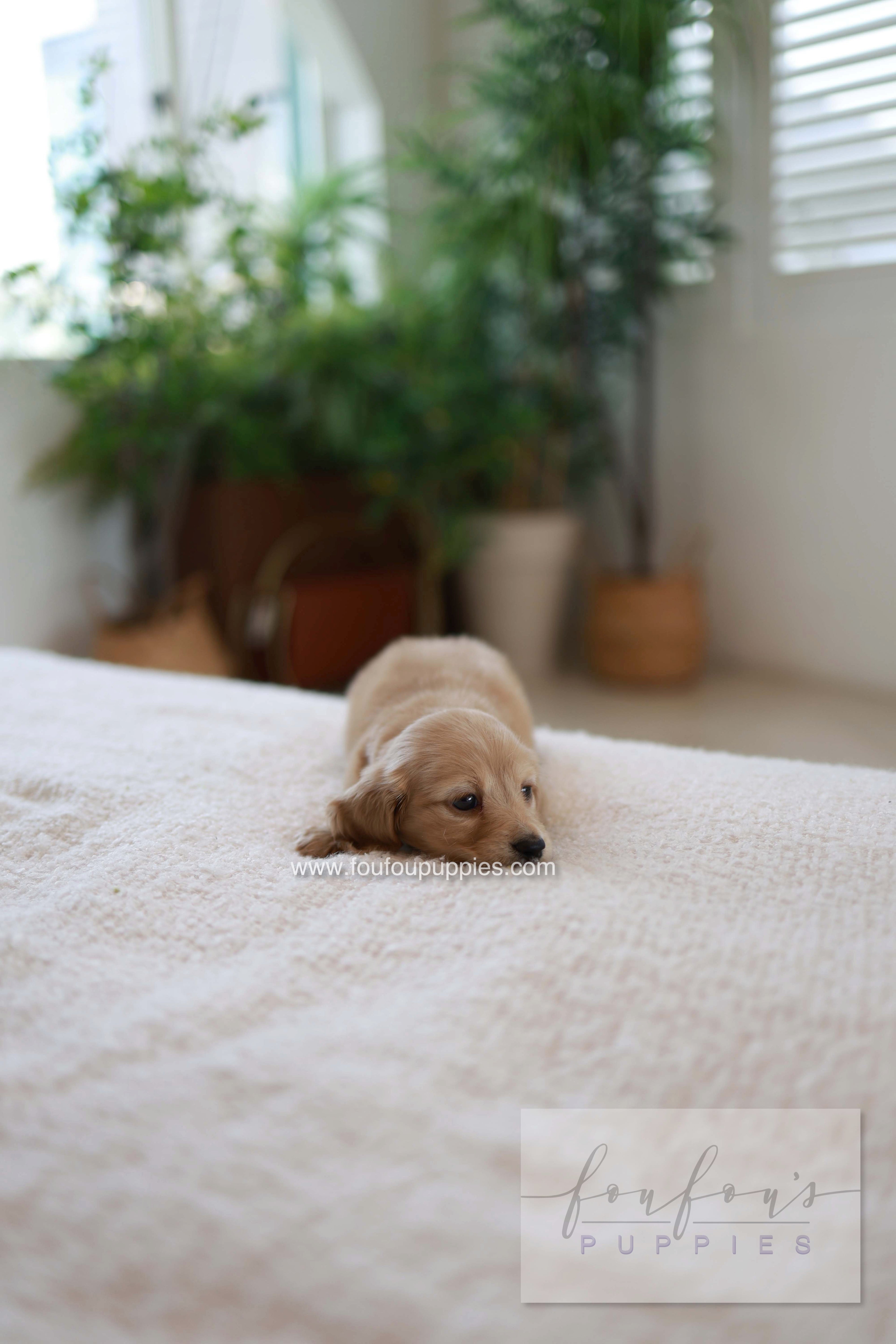 London - Dachshund M.