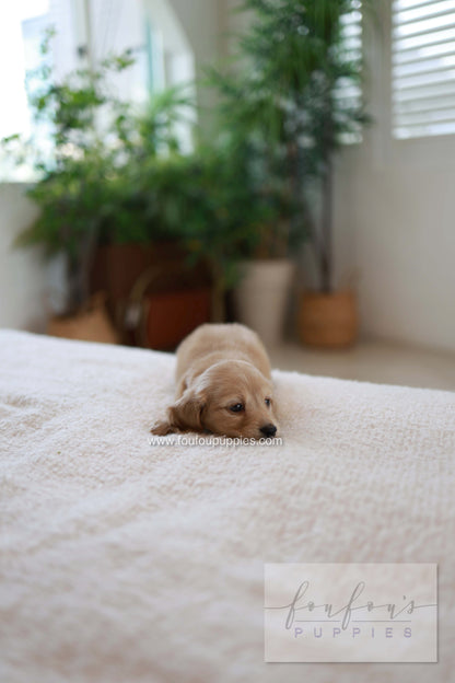 London - Dachshund M.