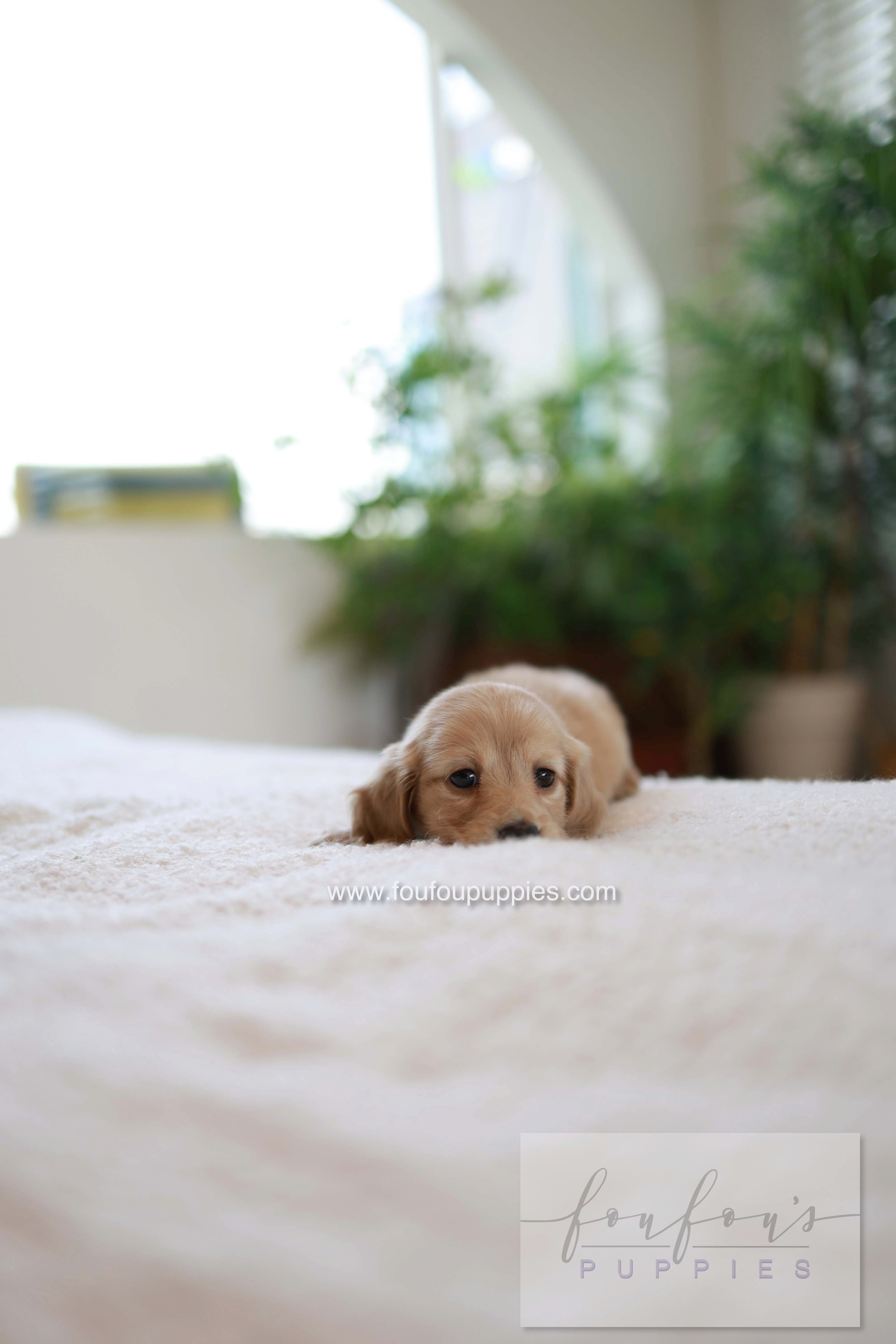 London - Dachshund M.
