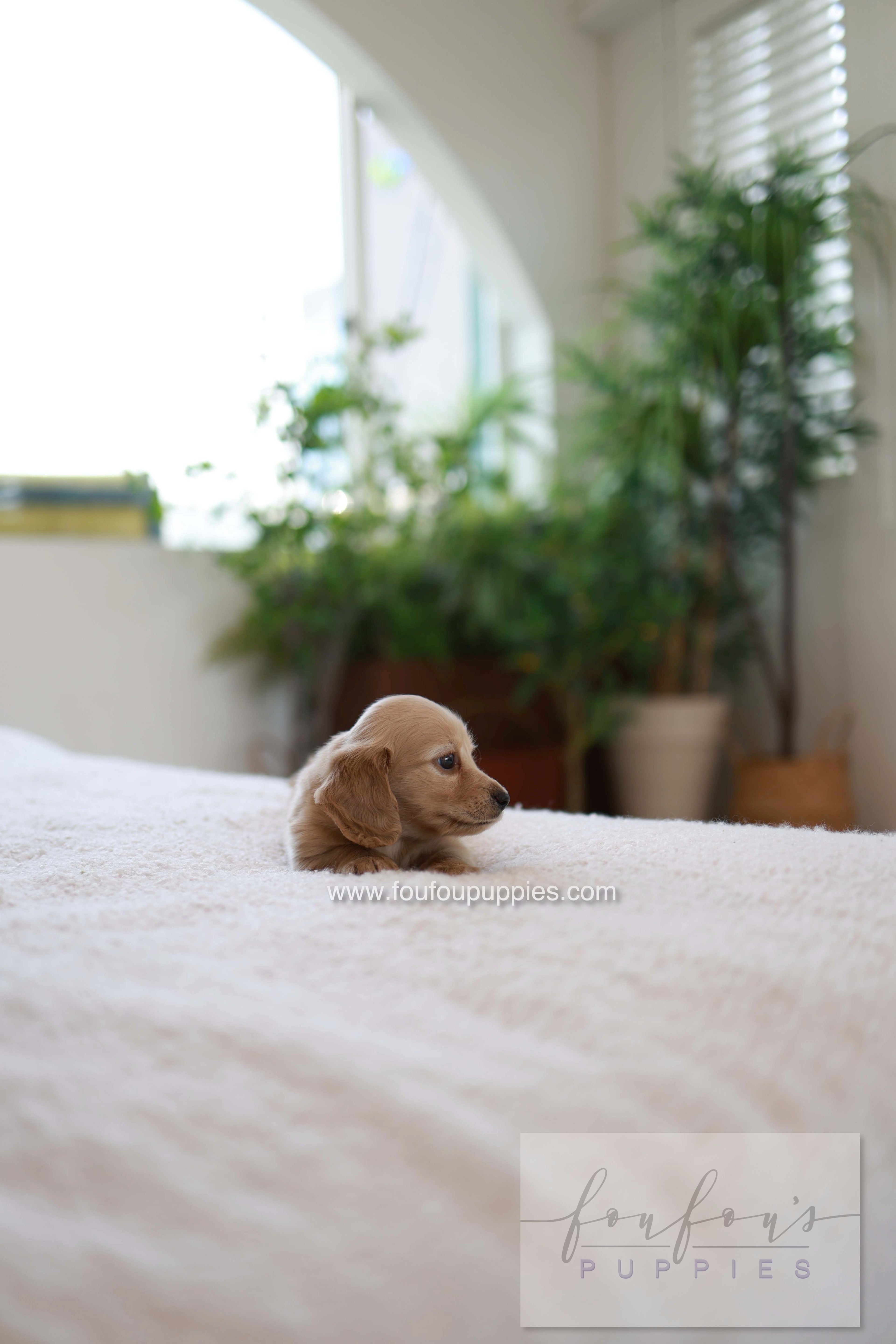 London - Dachshund M.