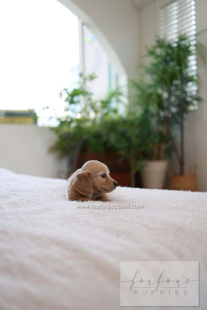 London - Dachshund M.