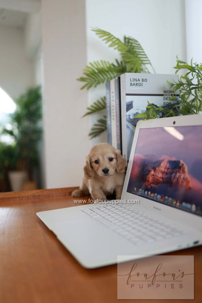 London - Dachshund M.
