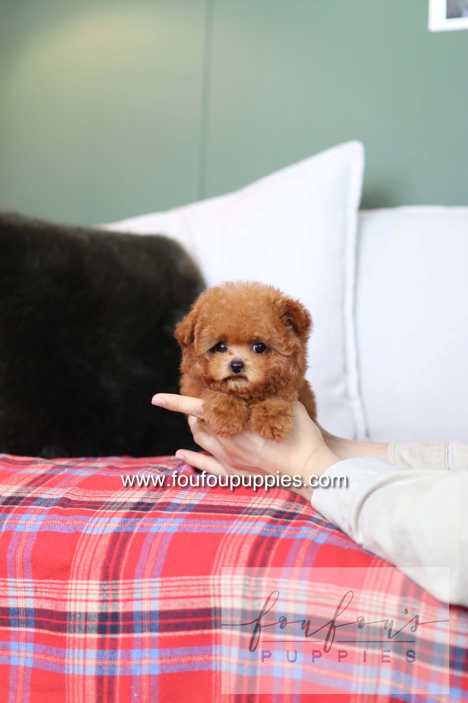 Rosie - Poodle F.