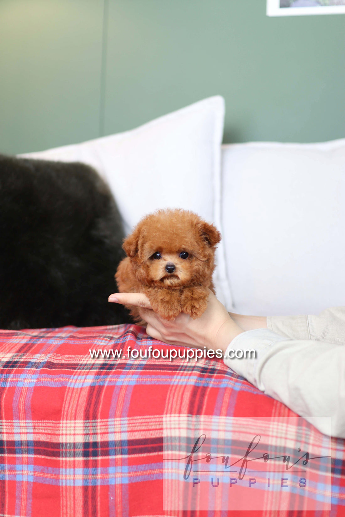 Rosie - Poodle F.