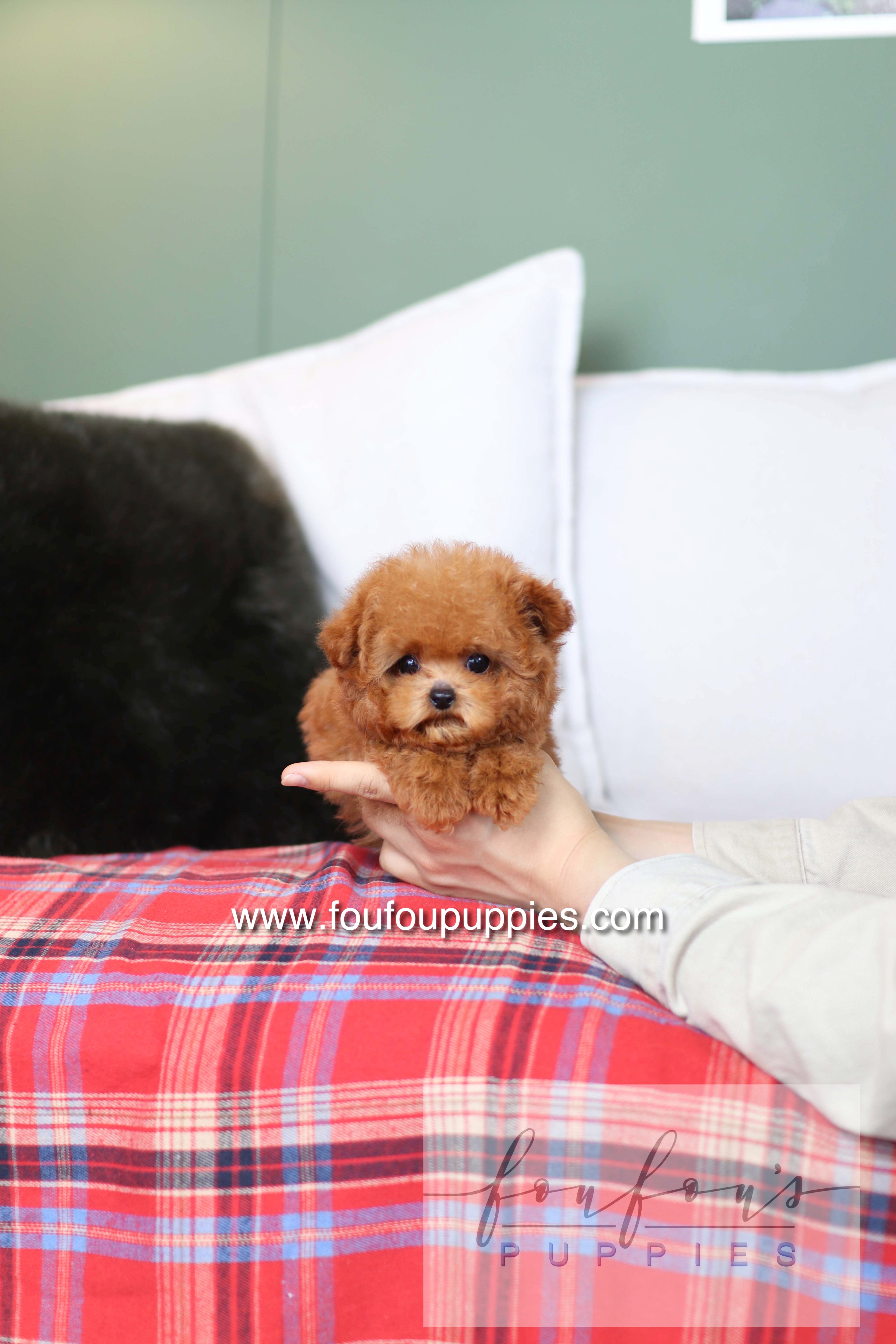 Rosie - Poodle F.